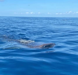 Cancún Whale Shark Tour