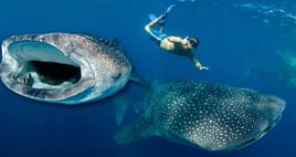 Cancún Whale Shark Tour