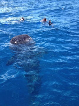 Cancún Whale Shark Tour
