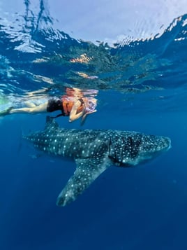 Cancún Whale Shark Tour