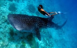 Cancún Whale Shark Tour