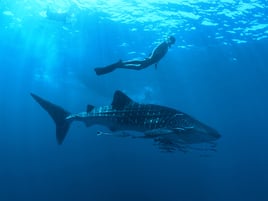 Cancún Whale Shark Tour