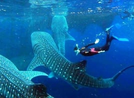 Cancún Whale Shark Tour