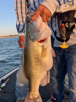 5-8 Hour Bass Fishing Trip