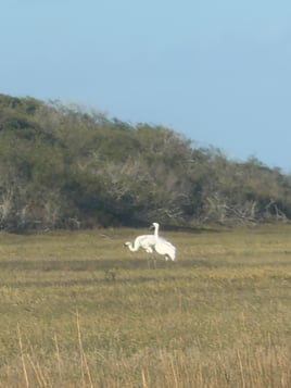 Whooping Crane/Birding Tour