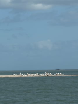 Whooping Crane/Birding Tour