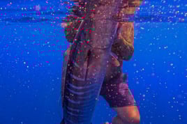 4 Hoyur trip AM or PM