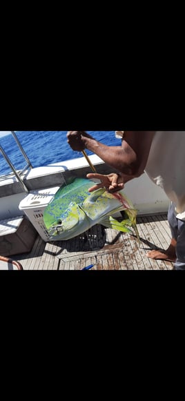 Offshore Fishing Trip