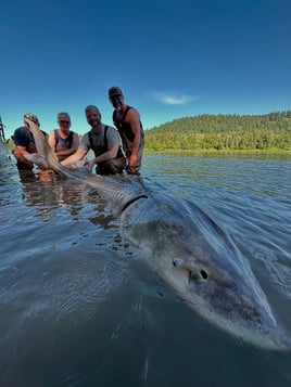 World Class Fraser Sturgeon Fishing