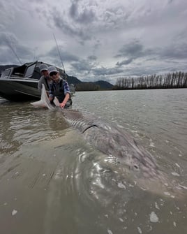 World Class Fraser Sturgeon Fishing