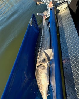 World Class Fraser Sturgeon Fishing