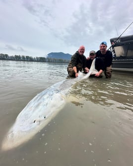 World Class Fraser Sturgeon Fishing
