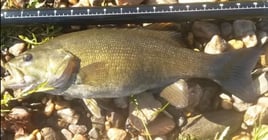 Lake And Reservoir Fishing