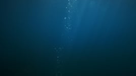 Shore Dive Spearfishing Trip