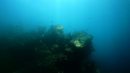 Shore Dive Spearfishing Trip