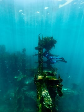 Shore Dive Spearfishing Trip