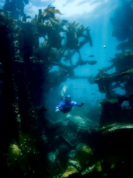 Shore Dive Spearfishing Trip