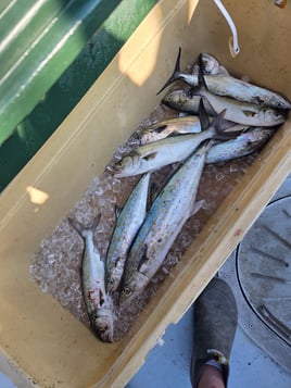 Nearshore Fishing Trip