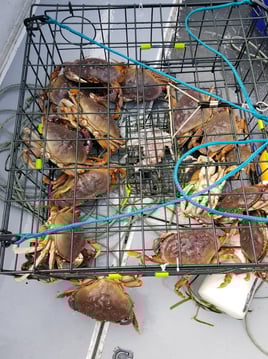 Beautiful Puget Sound Salmon (Copy)