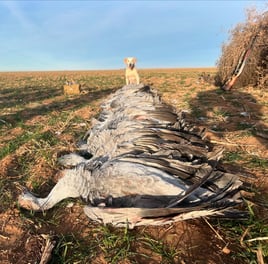 West Texas Crane Hunt