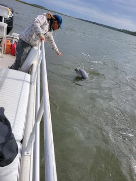 Dolphin Tour- 2 Hours
