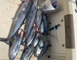 Offshore Trolling/Bottom Fishing