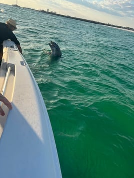 Dolphin Tour