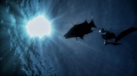 Spearfishing Playa Del Carmen