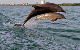 Tours in Naples, Florida