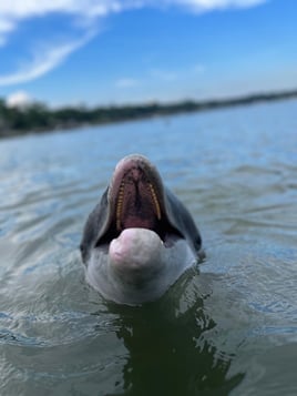 Guaranteed Dolphin Tour