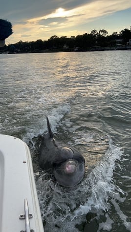 Guaranteed Dolphin Tour