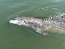 Guaranteed Dolphin Tour