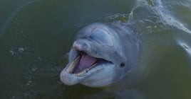 Guaranteed Dolphin Tour