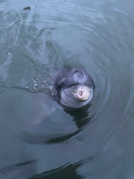 Guaranteed Dolphin Tour