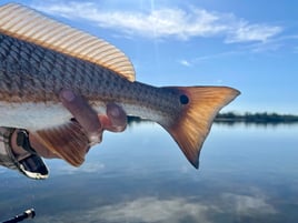 Freeman’s Fly Guy Charters 