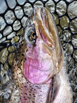Streamer Fishing For Trophy Trout