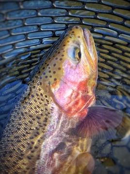 Streamer Fishing For Trophy Trout
