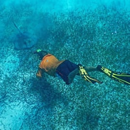Sting Ray Encounters