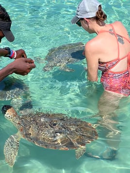 Swim With The Turtles