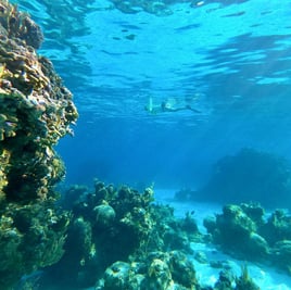 Schooner & Snorkel Excursion