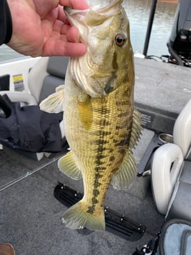 Lake Hartwell Fishing Trip