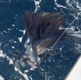 4-8 Hour Offshore Trip