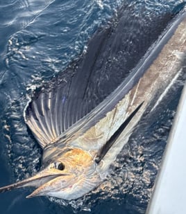 4-8 Hour Offshore Trip