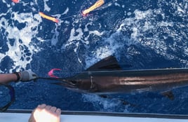 12 Hour Trip – Offshore Trolling