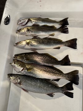 Big Winter Speckled Trout