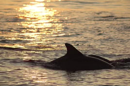 3h Private Sunset Boat Tour