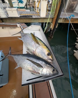 4-8 Hour Fishing Trip