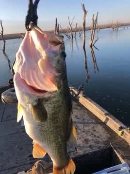 Bass Fishing Trip