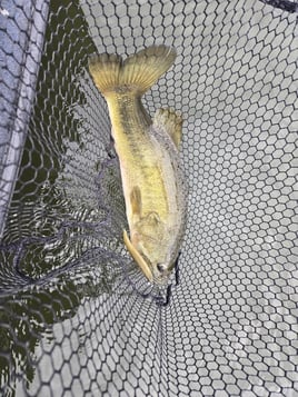 Trophy Largemouth Fishing