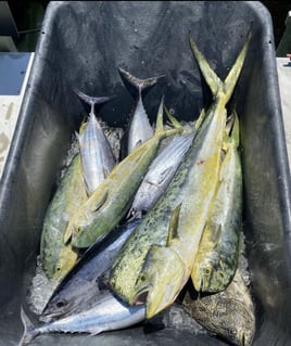 4-8 Hour Offshore Trip